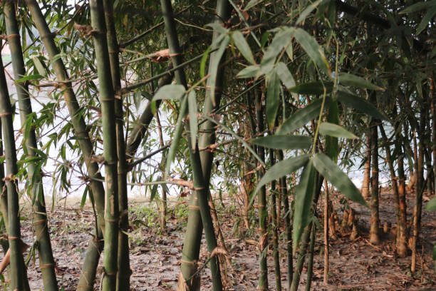 bamboo bush from a village in bangladesh